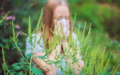 alergie la ambrozie alergie la ambrozie